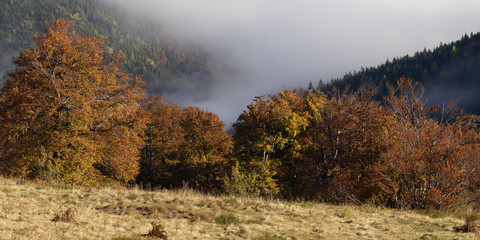Autumn Forest in the Mountains