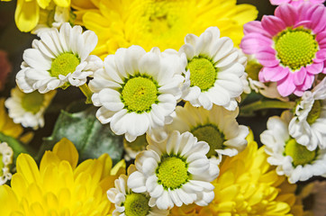 Yellow, white and mauve Chrysanthemums bouquet flowers, floral arrangement