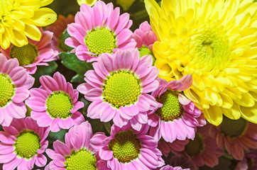 Mauve and yellow Chrysanthemums bouquet flowers, floral arrangement © Negoi Cristian