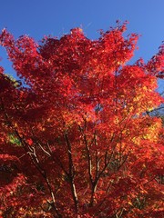 Colorful autumn leaves and blue sky