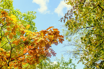Colored yellow orange trees in autumn time, leaves, blue sky