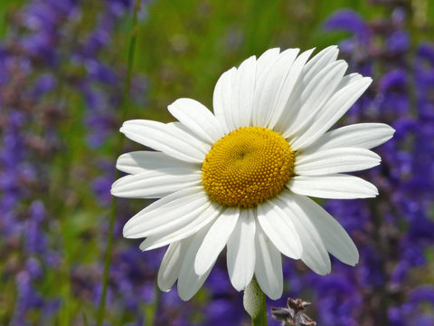 Margeritenbl&uuml;te in Nahaufnahme vor Bl&uuml;ten des Wiesensalbei