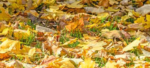 Obraz premium Colored yellow orange leaves, autumn time in outdoor park