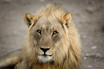 Full head of a male Lion