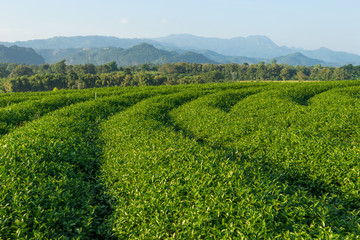 Fototapeta na wymiar Green tea terraces on hill in Chiang Rai province, Thailand