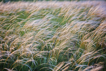 Field with wild grasses at sunset. Selective focus.