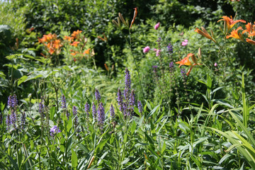 Sommersalbei und Taglilien © Christine Kuchem