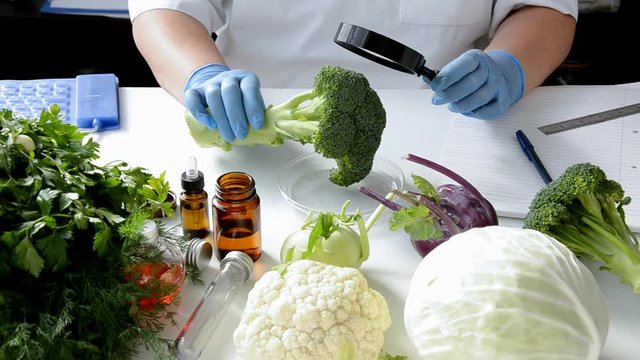 Broccoli is tested in laboratory