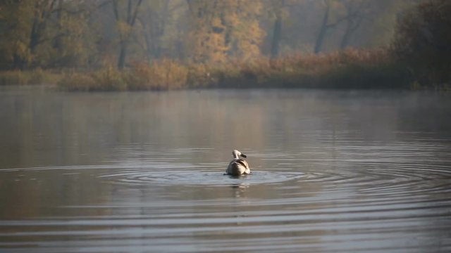Swan flaps its wings on a lake in autumn