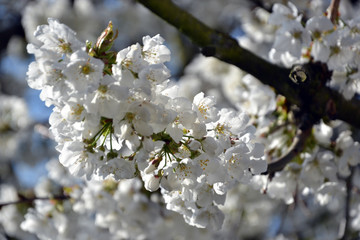 A branch of white Cherry tree in blossom