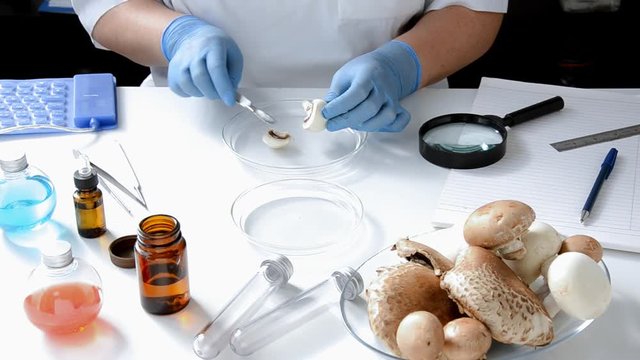 Mushroom is tested in laboratory