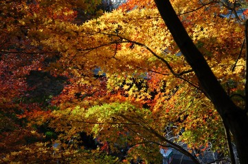 彩り豊かな紅葉