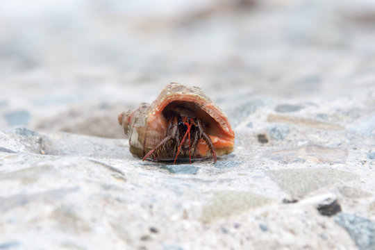 This is a land hermit crab