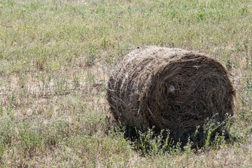 ready a haystack in the field
