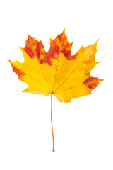 Yellow leaf on a white background