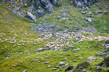 carpathian mountain sheep in summer