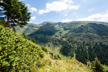 carpathian mountains in summer
