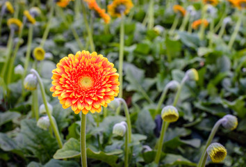 Orange colored Gerbera flower with a yellow heart