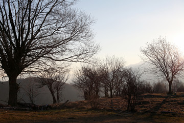Fototapeta na wymiar Bare trees silhouette landscape in misty morning