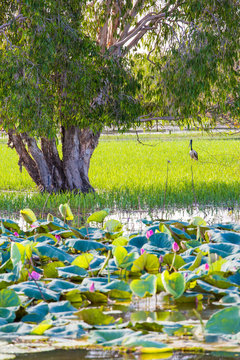 Kakadu, Wildlife At The Yellow Water Billabong