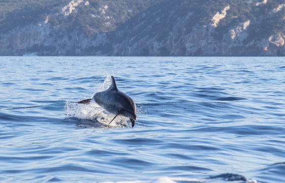 A dolphin leaping out of the blue water in the sea