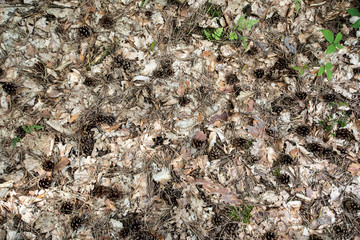 Pine cones and twigs on the forest floor