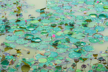 Lotus leaves floating in pool