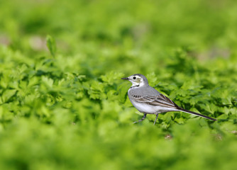 The white wagtail
