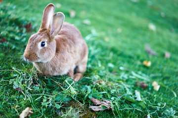Süßer Hase