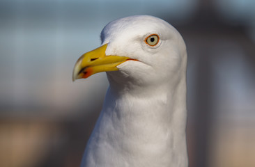 Seagull