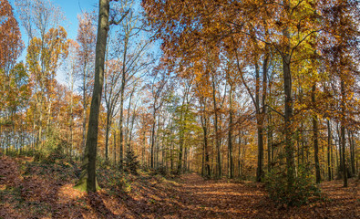 Herbstwald