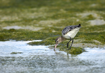 The common greenshank, Bahrain