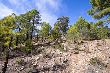 Canarian pines