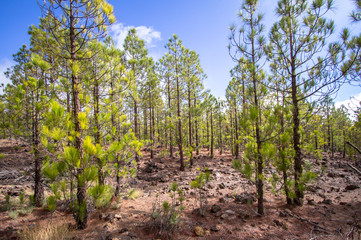 Canarian pines