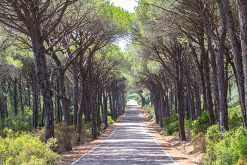 Landscape of straight road under the trees on Sardinia Island, Italy