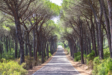 Fototapeta premium Landscape of straight road under the trees on Sardinia Island, Italy