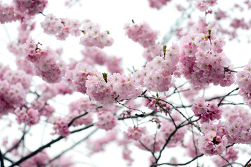 pink cherry blossom on springtime
