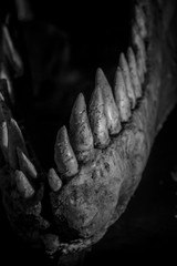Tyrannosaurus rex dinosaur tusks, long, sharp teeth
