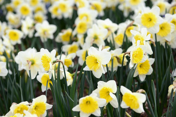 Fototapeta premium white yellow daffodil blossom in springtime