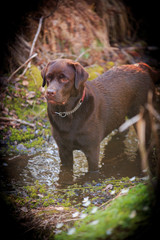 young labrador female