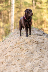 brown labrador female