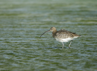 Curlews fetching food