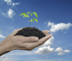 Fototapeta na wymiar Hands holding a fresh small plant with soil over blue sky