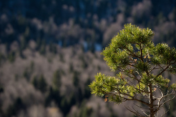 Fantastic winter forest