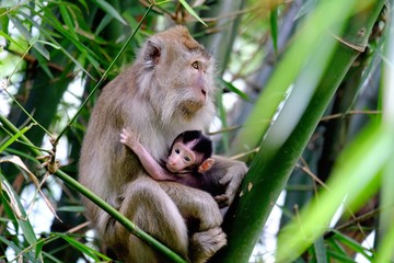 Monkey mother nursing her child in bamboo trees, staring blankly ahead. And the cute monkey child looking at the camera.