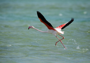 Fototapeta premium Greater Flamingo taking flight at Aker, Bahrain