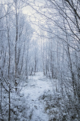 The path through the winter park
