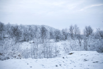 Woodland mountain and park in the winter