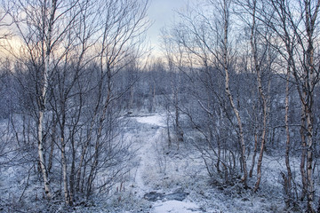 The path through the winter park