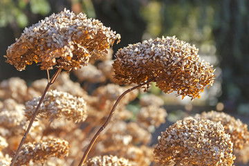 Dried and faded hydrangeas in a park